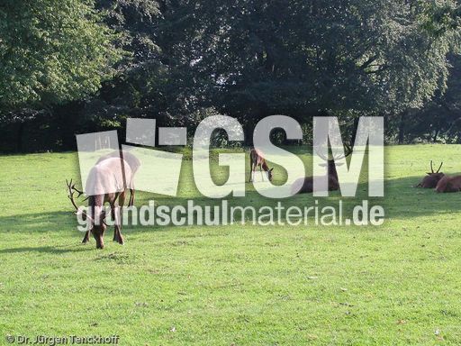 Hirsche (18 von 20).jpg